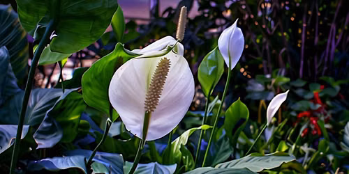 Listening Garden