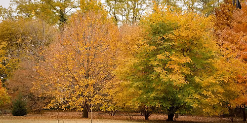 Fall Arboretum Tour
