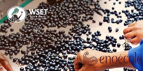 WSET Level 3 Award in Wines  in lingua Inglese -  dal 26 Gennaio al 1 Febbraio 2026