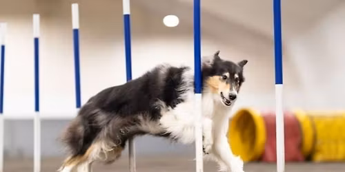 Milja Haapam\u00e4en agilityvalmennus 25.4.2026