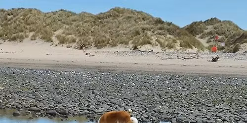 Doggy Days Out - Ynyslas Beach/Wales Coast Path