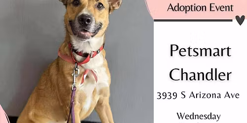 PetSmart Chandler Adoption Event