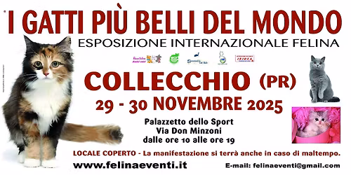 I Gatti Più Belli del Mondo - Collecchio (Parma)