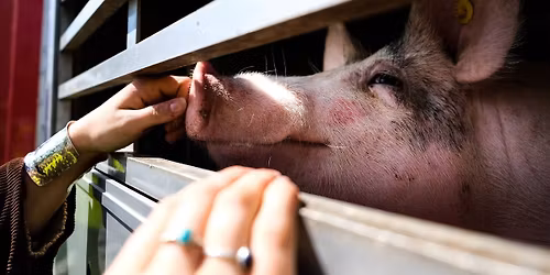 Boxtel Pig Save