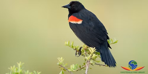 Birding at the Feeder Canal on Andrews Road