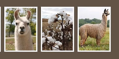 Secrets of Yarn Substitution