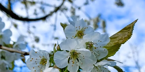 North East Festival of Blossom 2026: Blossom Through a Wearside Lens photography exhibition