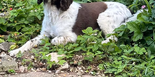 Packwalk (all welcome) FOC