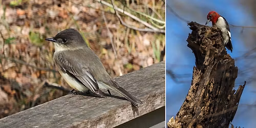 Birds Georgia Forest Walk