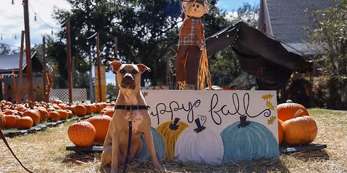 Fall In Love Adoption Event