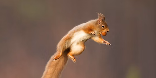 Summer of Play: Squirrel Challenge