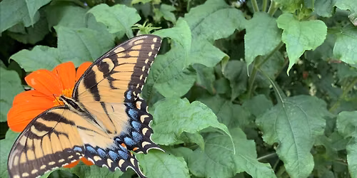 The Viola Homestead Tour: A Peaceful Atlanta Summer Garden Experience