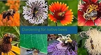 Gardening for Native Bees
