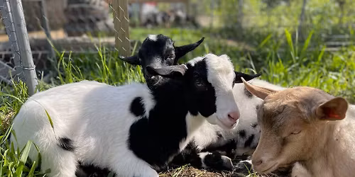 Bountiful Babies at the Ranch
