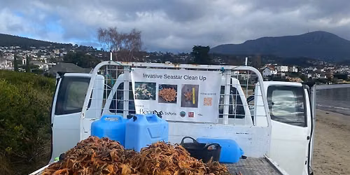 Tas Divers Invasive Seastar Cleanup