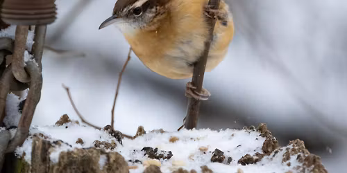 Second Saturday Bird Walk