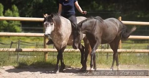 Heldagskurs i Frihetsdressyr f\u00f6r Rebecca Dahlgren