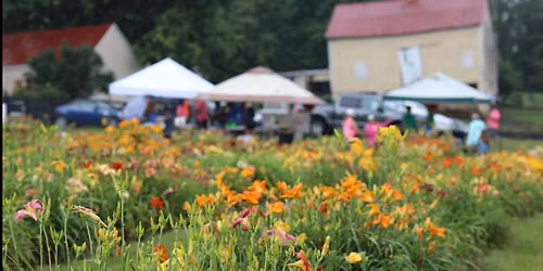 Daylily Daze
