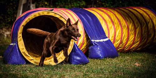 26. Gr\u00f6nauer Agility Wochenende