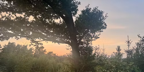 July Wednesday Evening Walk - Yearsley Woods - 5 miles\/8km