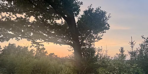 July Wednesday Evening Walk - Yearsley Woods - 5 miles\/8km