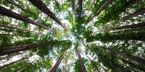 A\u00c7\u00c3O DE FORMA\u00c7\u00c3O: AVALIA\u00c7\u00c3O DO RISCO DAS \u00c1RVORES EM MEIO URBANO (n\u00edvel1)  25h