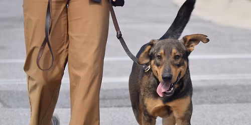 Southside PetSmart Adoption Event