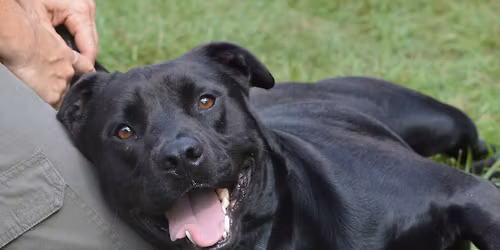Southside PetSmart Adoption Event