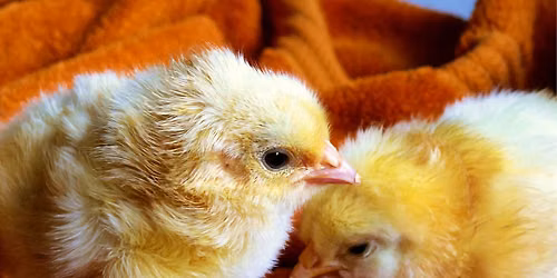 Hatch the Chicken