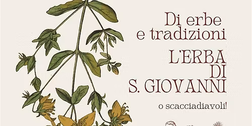 Di erbe e tradizioni - L'ERBA DI S. GIOVANNI (o scacciadiavoli!)