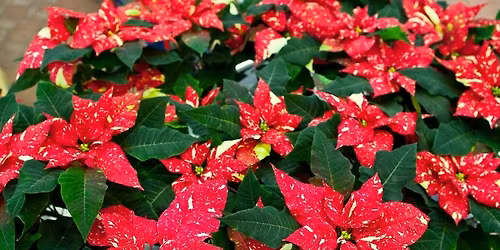 Kaerepere j\u00f5ululaat