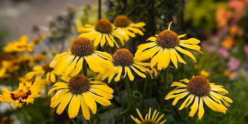 Free Garden Talk - Full Sun Gardens