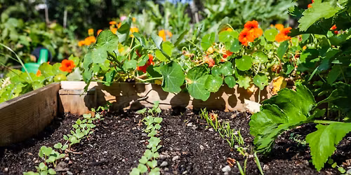 Praktisk dyrkekurs vol. 1 - Utplanting