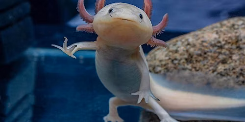 Burpee Clubs: Zoology Club