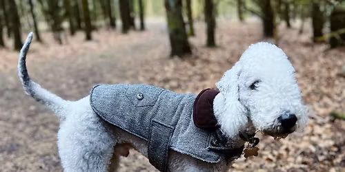 Pet Therapy with Luka