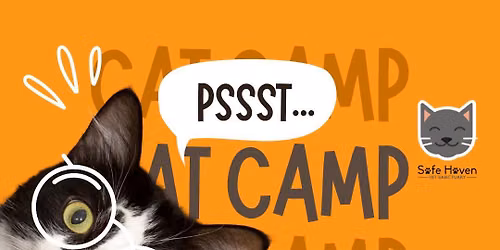 Cat Camp | August 2nd: Ages 9-12