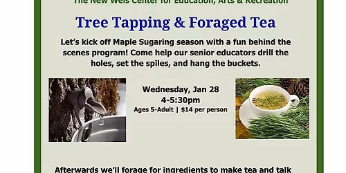 Tree Tapping & Foraged Tea!