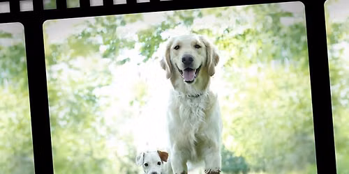NY Dog Film Festival 2026