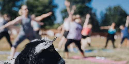 Goat Yoga at Hartford Orchards