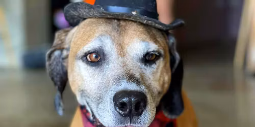 Pup-tacular Costume Contest