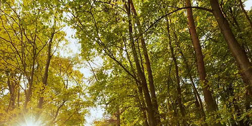 Ancient Hearts Collective - April Nature Gathering