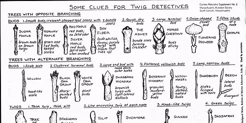 Winter Tree Identification Walk (January 2026)