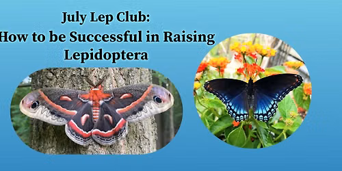 July Lep Club: How to be Successful in Raising Lepidoptera