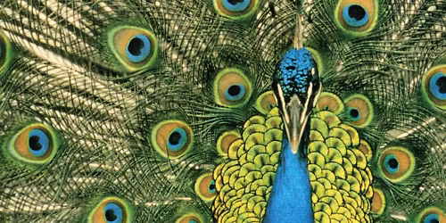 The Bluetones in Portsmouth