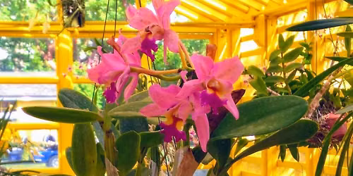 Orchid Care Basics