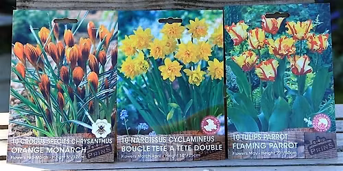 Lasagna Bulb Planting \u2013 create a container with layered bulbs