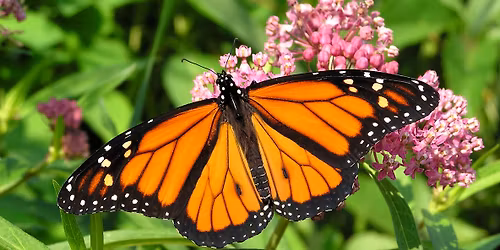 More Than Milkweed: Attracting Pollinators