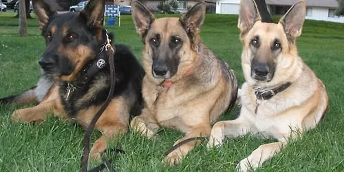 Manteca Beginner Obedience Class $150.00