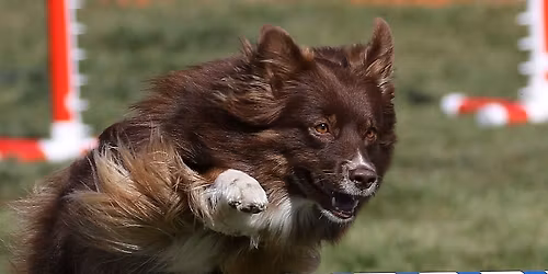 ASCA Agility Trial by Northwoods!