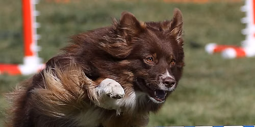 ASCA Agility Trial by Northwoods!